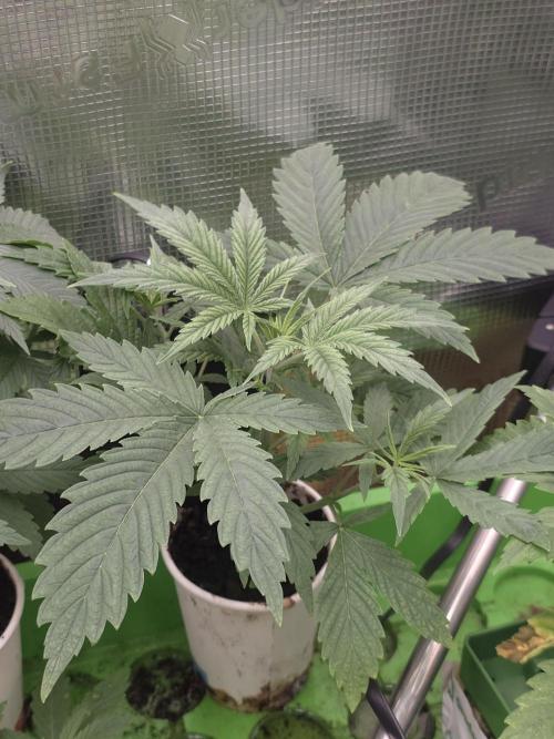 💩 pheno hunt. Week 4