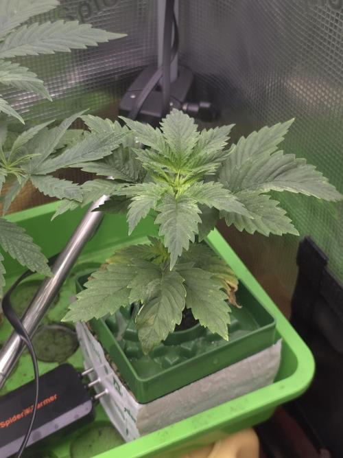 💩 pheno hunt. Week 4