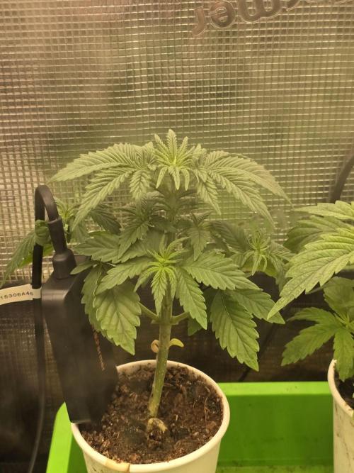 💩 pheno hunt. Week 4