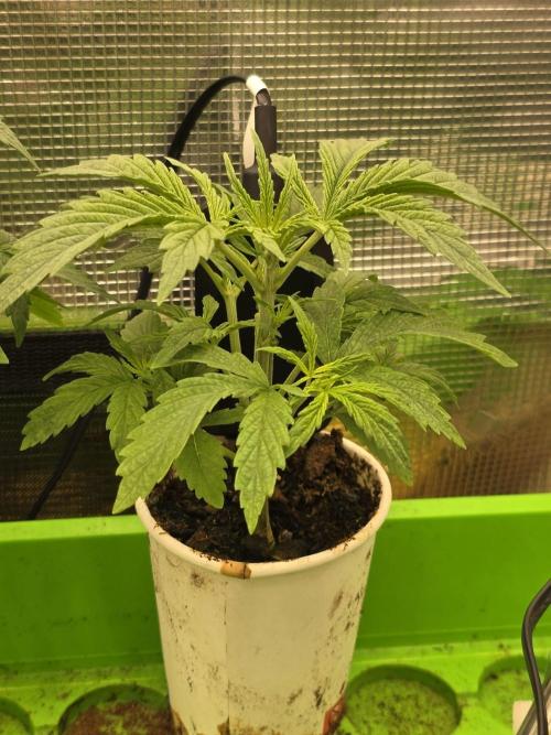 💩 pheno hunt. Week 4