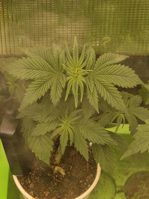 💩 pheno hunt. Week 4