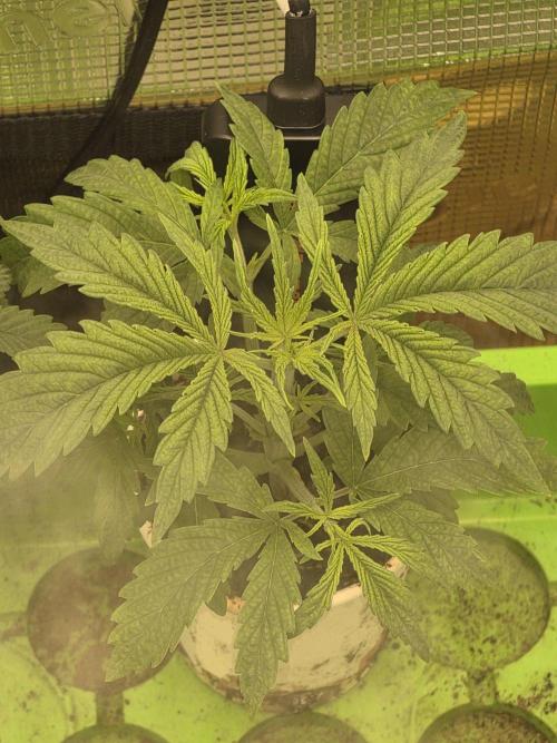 💩 pheno hunt. Week 4
