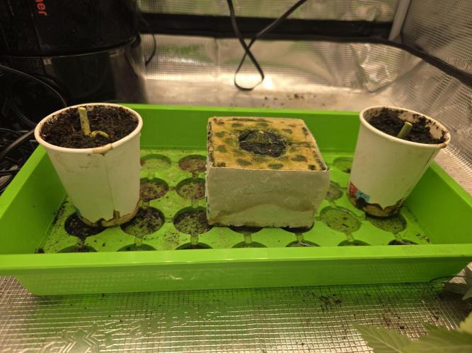 💩 pheno hunt. Week 5