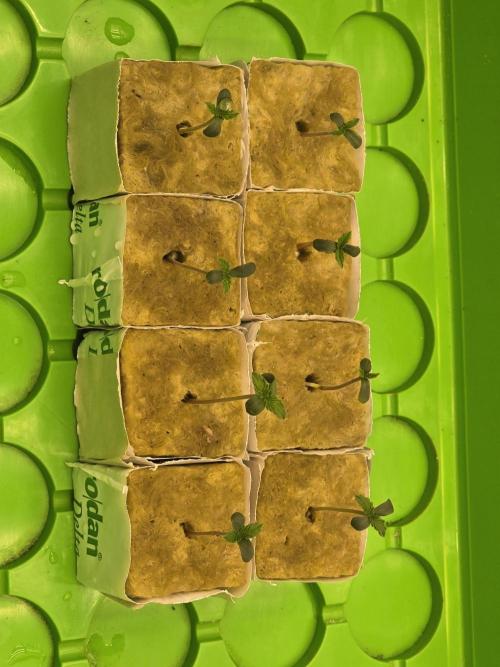 💩 pheno hunt 2. Week 0