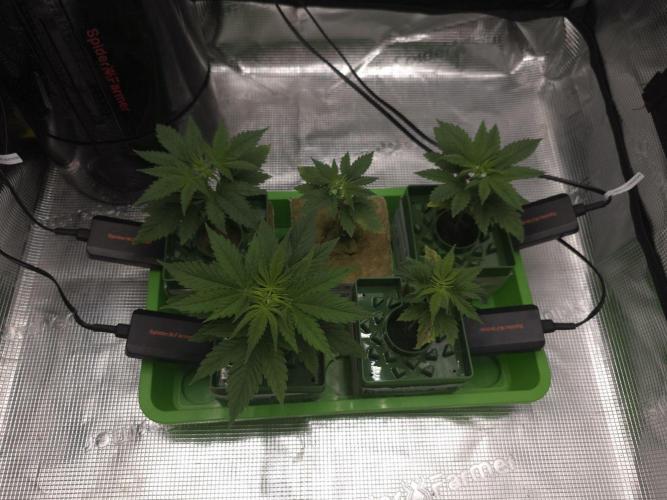 💩 pheno hunt 2. Week 2