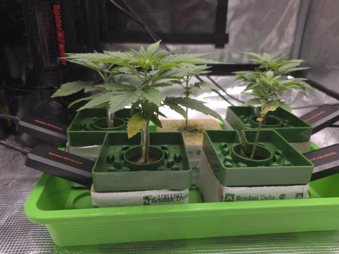 💩 pheno hunt 2. Week 2