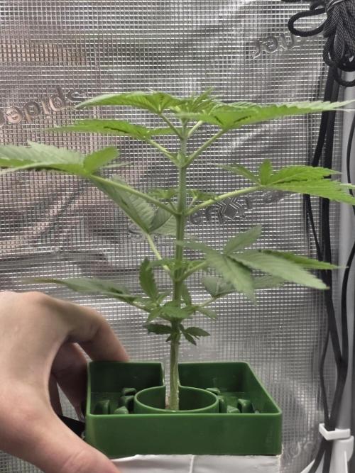 💩 pheno hunt 2. Week 3