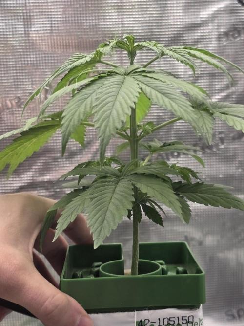 💩 pheno hunt 2. Week 3