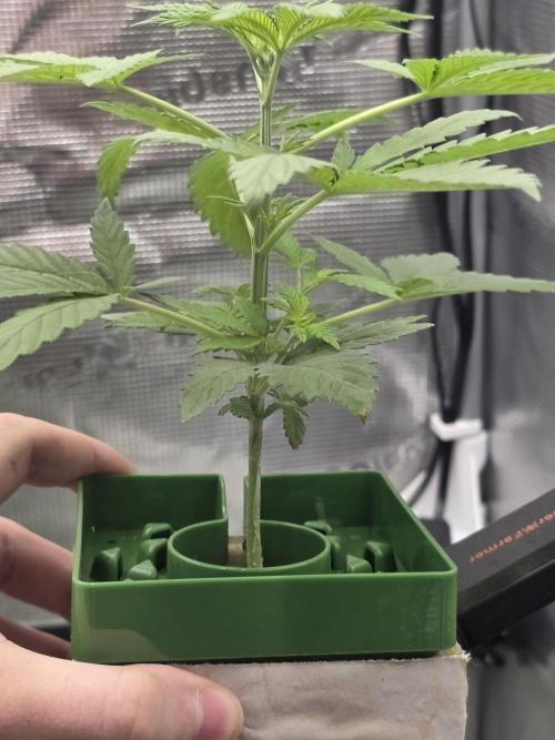 💩 pheno hunt 2. Week 3