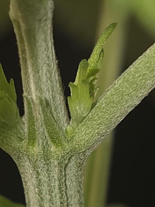 💩 pheno hunt 2. Week 3