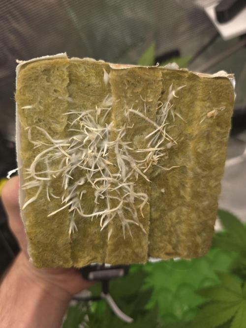 💩 pheno hunt 2. Week 3
