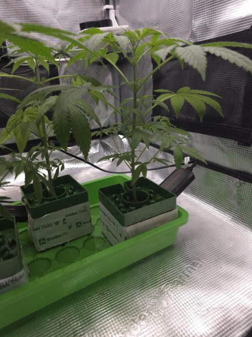 💩 pheno hunt 2. Week 4