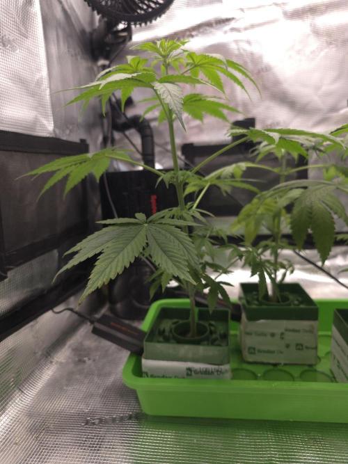 💩 pheno hunt 2. Week 4