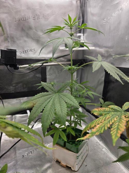 💩 pheno hunt 2. Week 5
