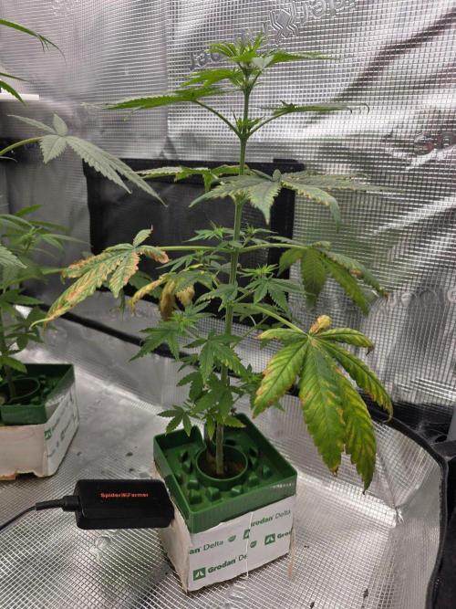 💩 pheno hunt 2. Week 5