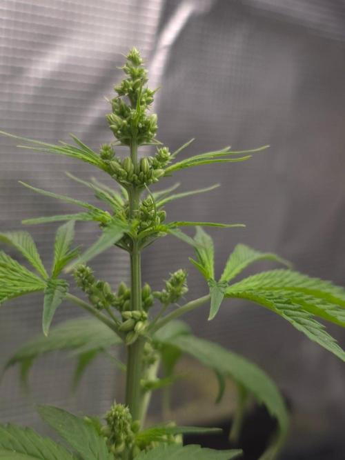 💩 pheno hunt 2. Week 5
