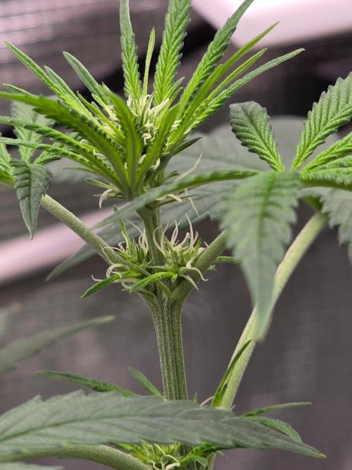 💩 pheno hunt 2. Week 5