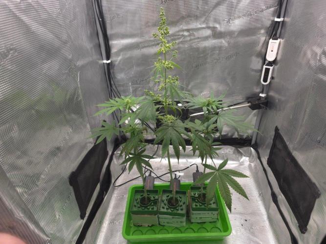 💩 pheno hunt 2. Week 6