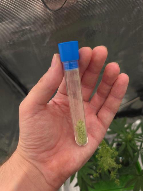 💩 pheno hunt 2. Week 6