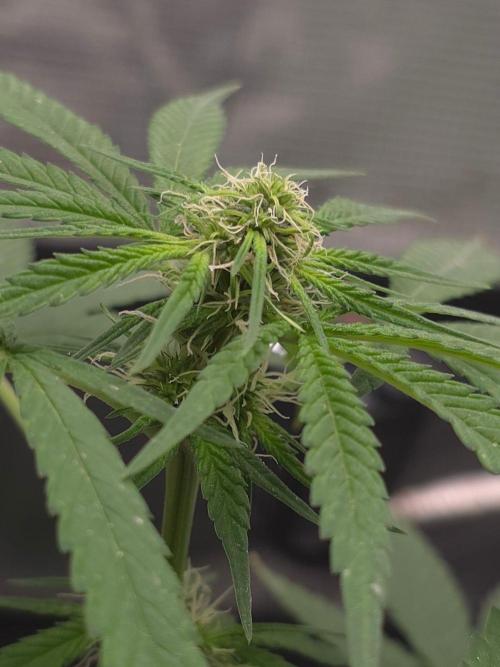 💩 pheno hunt 2. Week 6