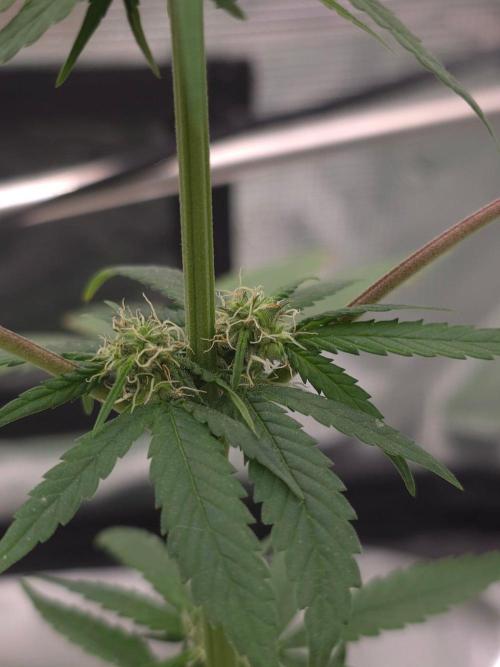 💩 pheno hunt 2. Week 6