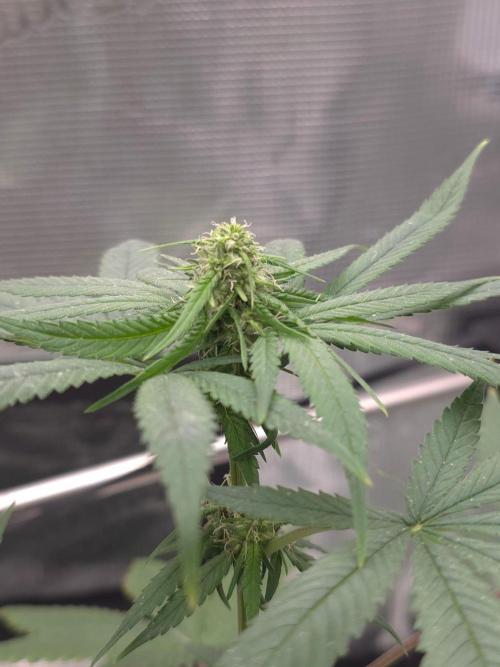 💩 pheno hunt 2. Week 6