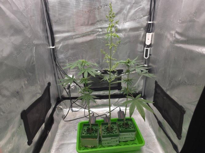 💩 pheno hunt 2. Week 6