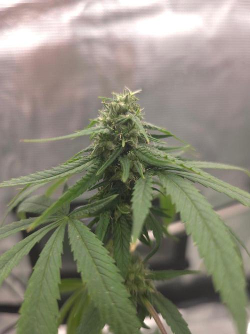 💩 pheno hunt 2. Week 7