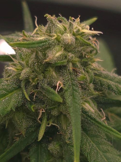 💩 pheno hunt 2. Week 7