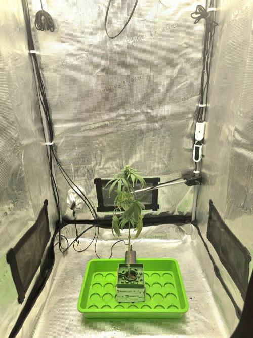 💩 pheno hunt 2. Week 7