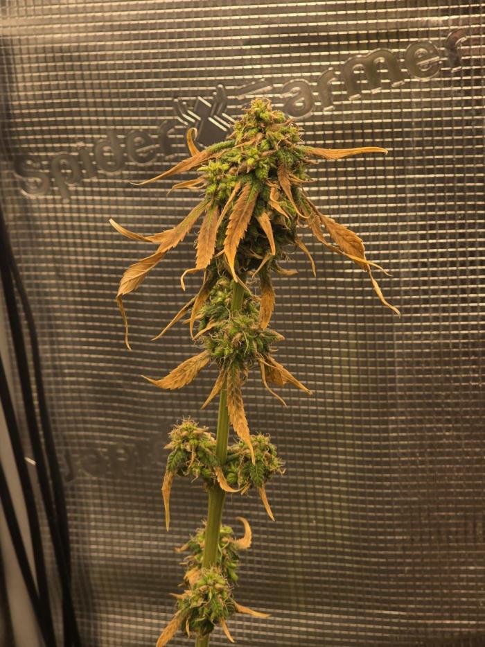 💩 pheno hunt 2. Week 8