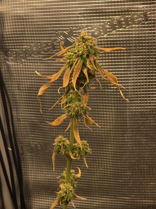 Shit Regular. Week 8