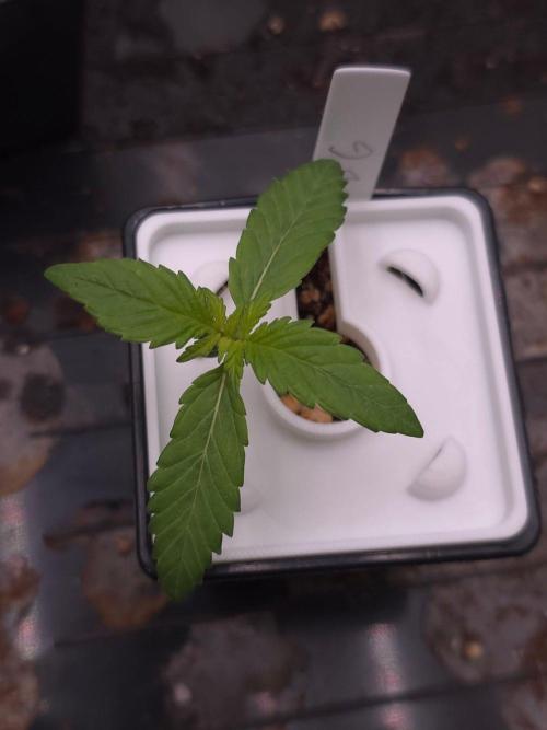 Blueberry Gasoline. Week 1