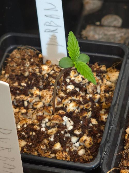 Durban Poison. Week 1