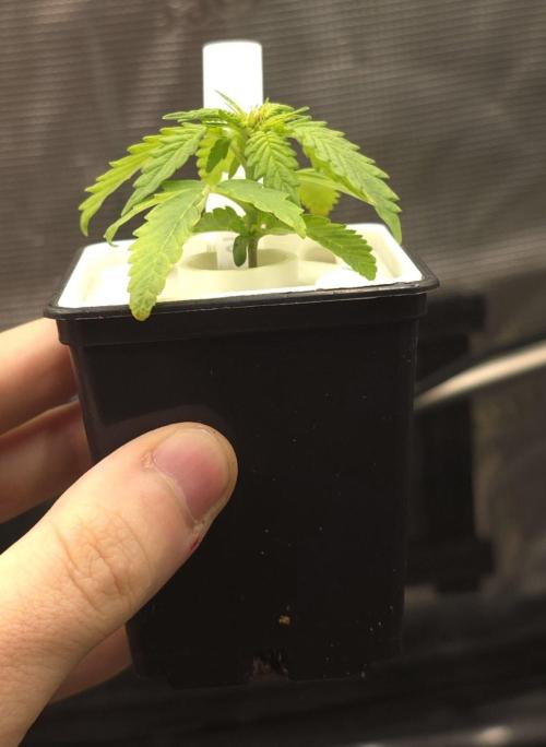 Durban Poison. Week 3