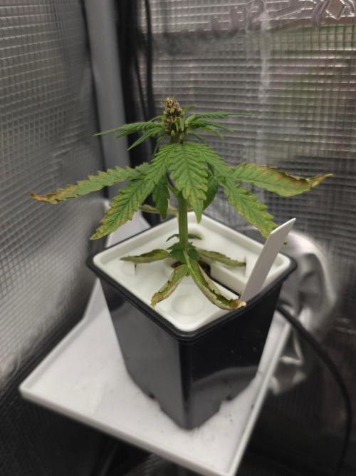 Durban Poison. Week 3