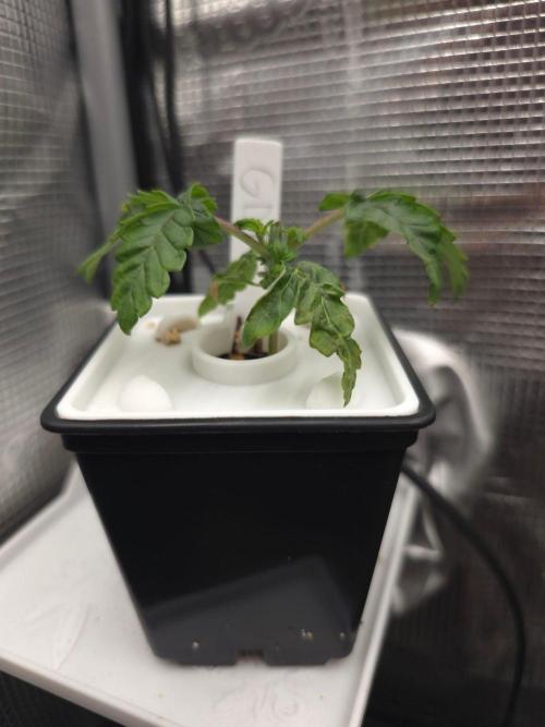 GDP R XD. Week 3