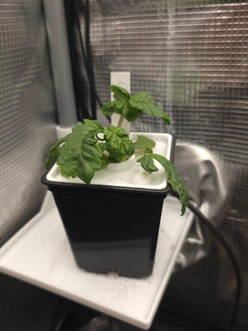 GDP R XD. Week 3