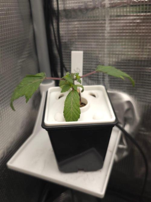 Blueberry Gasoline. Week 2