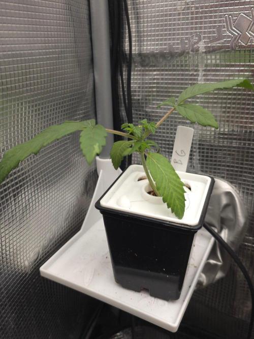 Blueberry Gasoline. Week 2