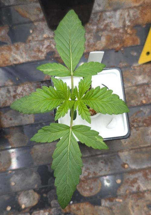 Blueberry Gasoline. Week 2