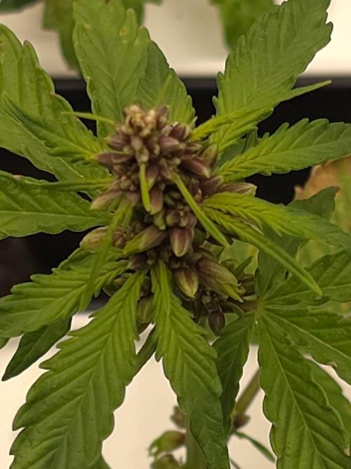 Durban Poison. Week 3