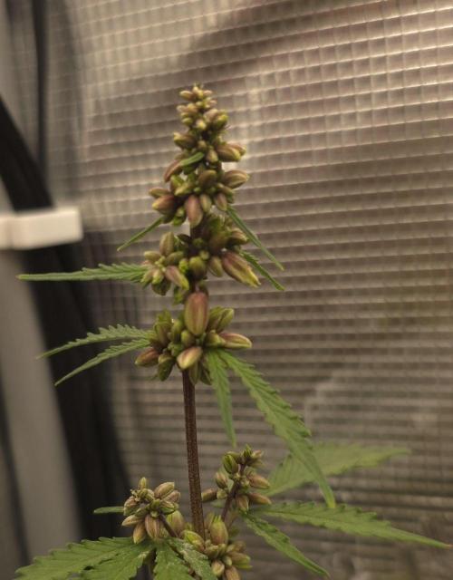 Durban Poison. Week 4