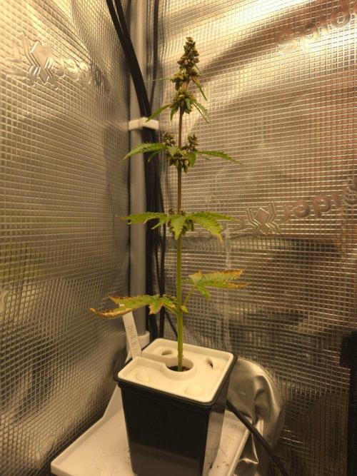 Durban Poison. Week 4