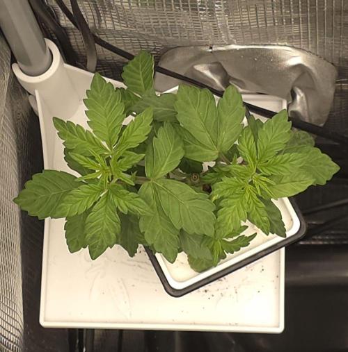 Blueberry Gasoline. Week 3
