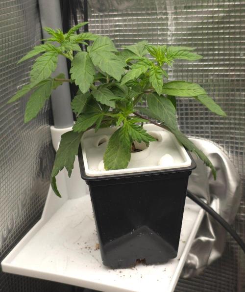 Blueberry Gasoline. Week 3