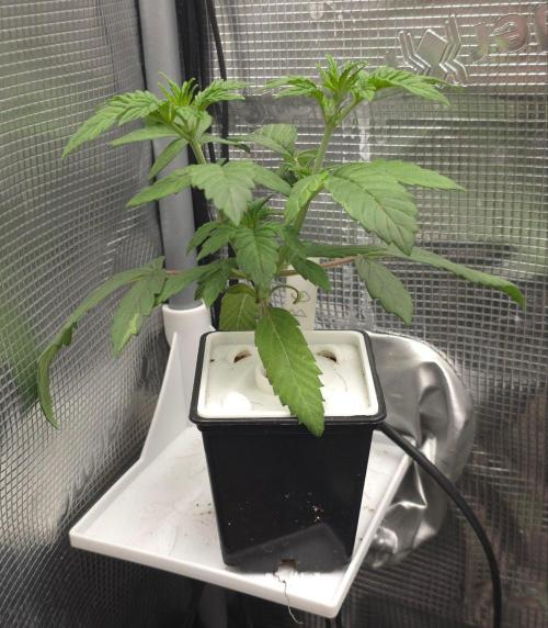 Blueberry Gasoline. Week 3