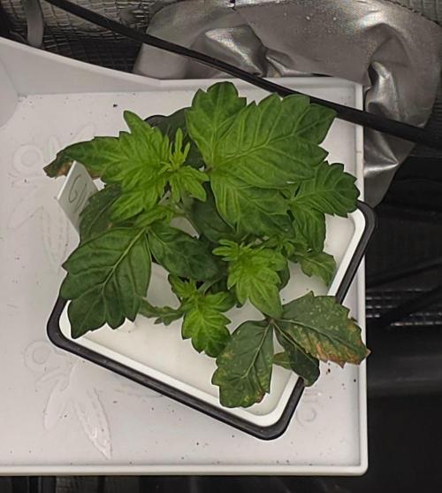 GDP R XD. Week 4