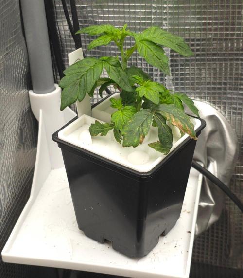 GDP R XD. Week 4