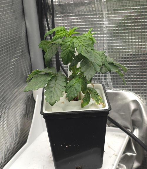 GDP R XD. Week 4